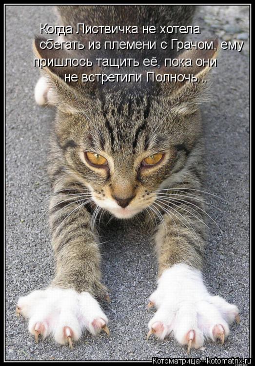 Когда Листвичка не хотела сбегать из племени с Грачом, ему пришлось тащить её, пока они не встретили ... Котоматрица: Когда Листвичка не хотела сбегать из племени с Грачом, ему пришлось тащить её, пока они не встретили Полночь...