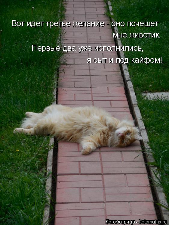Вот идет третье желание - оно почешет мне животик. Первые два уже исполнились, я сыт и под кайфом!... Котоматрица: Вот идет третье желание - оно почешет мне животик. Первые два уже исполнились, я сыт и под кайфом!