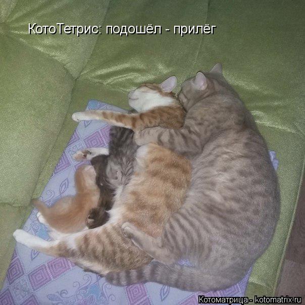 КотоТетрис: подошёл - прилёг... Котоматрица: КотоТетрис: подошёл - прилёг