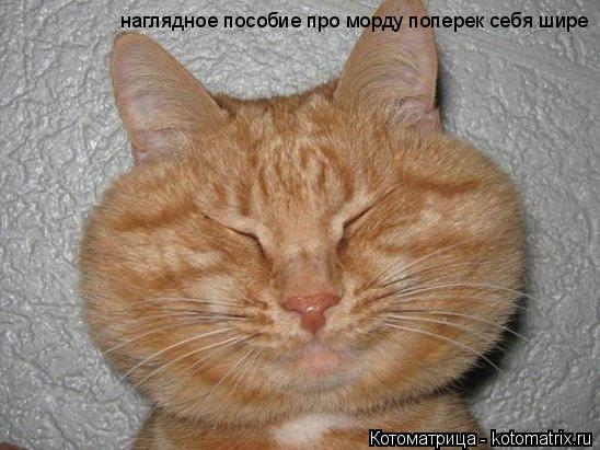 наглядное пособие про морду поперек себя шире... Котоматрица: наглядное пособие про морду поперек себя шире