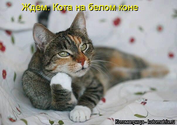 Ждем. Кота на белом коне... Котоматрица: Ждем. Кота на белом коне