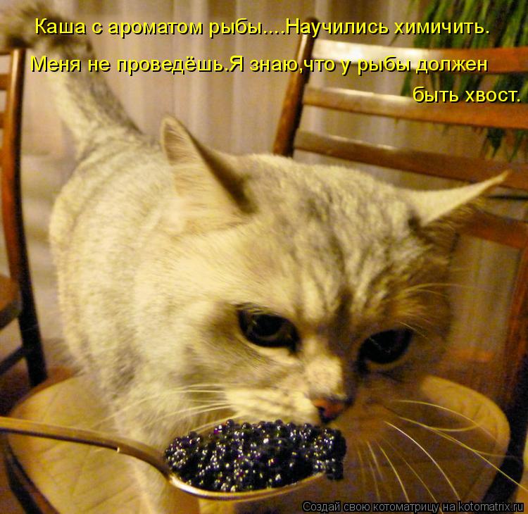 Каша с ароматом рыбы....Научились химичить. Меня не проведёшь.Я знаю,что у рыбы должен быть хвост.... Котоматрица: Каша с ароматом рыбы....Научились химичить. Меня не проведёшь.Я знаю,что у рыбы должен быть хвост.