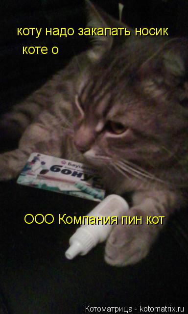 коту надо закапать носик коте о ООО Компания пин кот... Котоматрица: коту надо закапать носик коте о ООО Компания пин кот