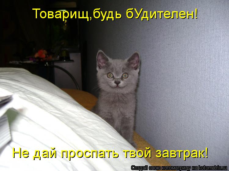 Товарищ,будь бУдителен! Не дай проспать твой завтрак!... Котоматрица: Товарищ,будь бУдителен! Не дай проспать твой завтрак!
