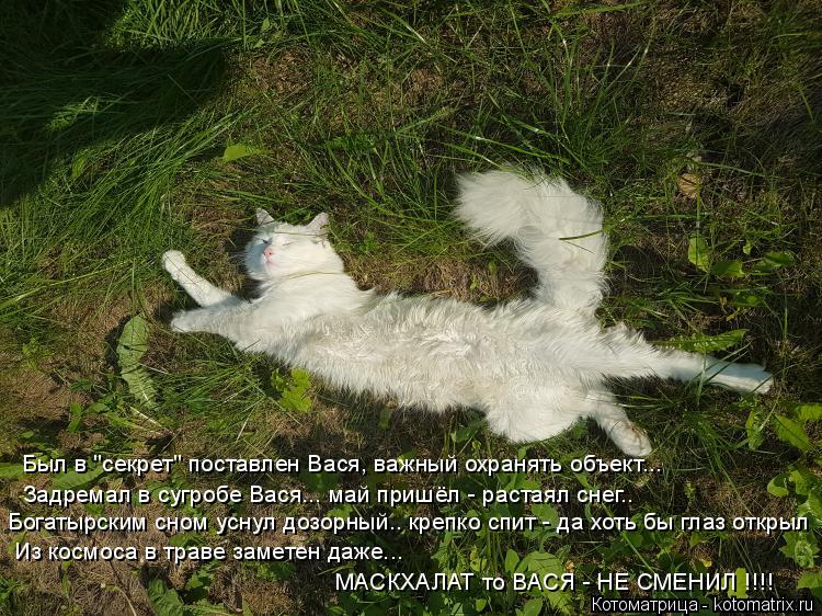 Был в "секрет" поставлен Вася, важный охранять объект... Задремал в сугробе Вася... май пришёл - раст... Котоматрица: Был в "секрет" поставлен Вася, важный охранять объект... Задремал в сугробе Вася... май пришёл - растаял снег.. Богатырским сном уснул дозорный.
