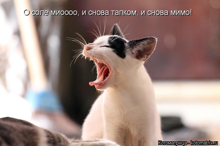 О соле миоооо, и снова тапком, и снова мимо!... Котоматрица: О соле миоооо, и снова тапком, и снова мимо!