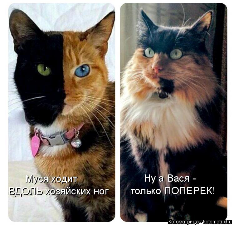 Муся ходит ВДОЛЬ хозяйских ног Ну а Вася - только ПОПЕРЕК!... Котоматрица: Муся ходит ВДОЛЬ хозяйских ног Ну а Вася - только ПОПЕРЕК!