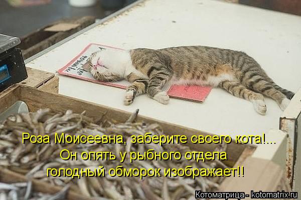 Роза Моисеевна, заберите своего кота!... Он опять у рыбного отдела голодный обморок изображает!!... Котоматрица: Роза Моисеевна, заберите своего кота!... Он опять у рыбного отдела голодный обморок изображает!!