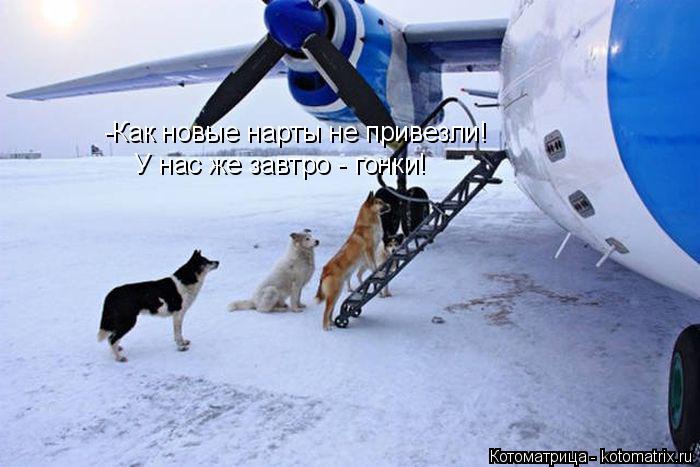 -Как новые нарты не привезли! У нас же завтро - гонки!... Котоматрица: -Как новые нарты не привезли! У нас же завтро - гонки!
