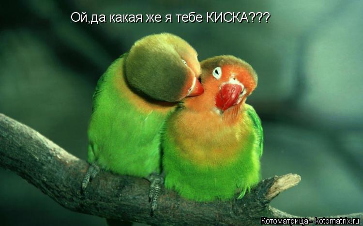 Ой,да какая же я тебе КИСКА???... Котоматрица: Ой,да какая же я тебе КИСКА???