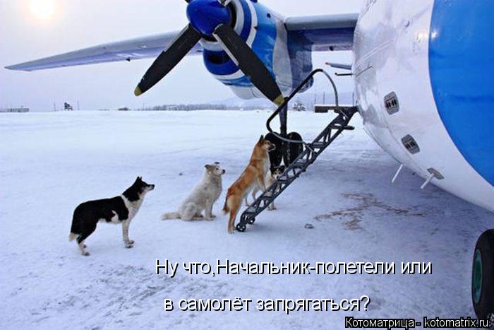 Ну что,Начальник-полетели или в самолёт запрягаться?... Котоматрица: Ну что,Начальник-полетели или в самолёт запрягаться?
