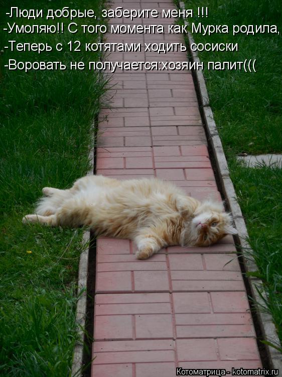 -Люди добрые, заберите меня !!! -Умоляю!! С того момента как Мурка родила, -Теперь с 12 котятами ходи... Котоматрица: -Люди добрые, заберите меня !!! -Умоляю!! С того момента как Мурка родила, -Теперь с 12 котятами ходить сосиски -Воровать не получается:хозяин па