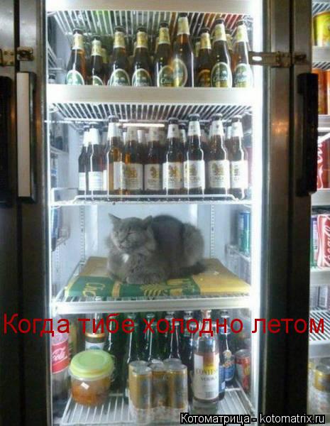 Когда тибе холодно летом... Котоматрица: Когда тибе холодно летом
