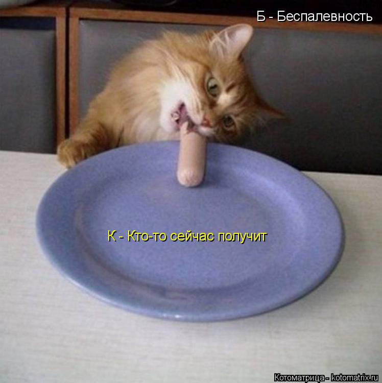 Б - Беспалевность К - Кто-то сейчас получит... Котоматрица: Б - Беспалевность К - Кто-то сейчас получит
