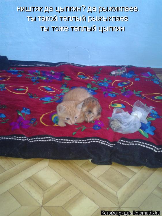 ништяк да цыпкин? да рыжикпаев. ты такой теплый рыжыкпаев ты тоже теплый цыпкин... Котоматрица: ништяк да цыпкин? да рыжикпаев. ты такой теплый рыжыкпаев ты тоже теплый цыпкин
