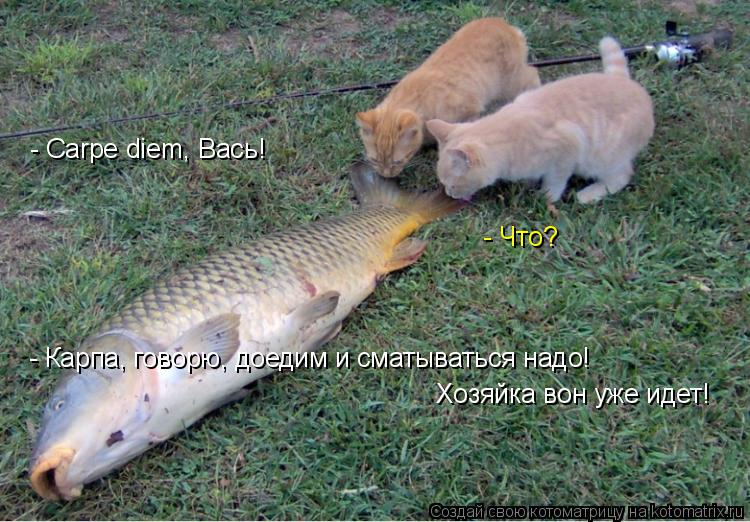 - Carpe diem, Вась! - Что? - Карпа, говорю, доедим и сматываться надо! Хозяйка вон уже идет!... Котоматрица: - Carpe diem, Вась! - Что? - Карпа, говорю, доедим и сматываться надо! Хозяйка вон уже идет!