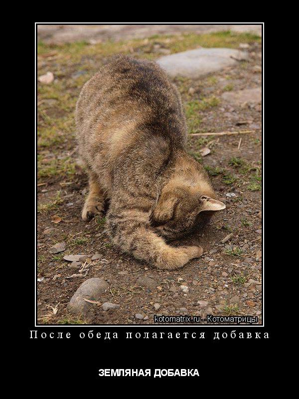 После обеда полагается добавка ЗЕМЛЯНАЯ ДОБАВКА... Котоматрица: После обеда полагается добавка ЗЕМЛЯНАЯ ДОБАВКА