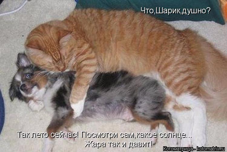 Что,Шарик,душно? Так лето сейчас! Посмотри сам,какое солнце... Жара так и давит!... Котоматрица: Что,Шарик,душно? Так лето сейчас! Посмотри сам,какое солнце... Жара так и давит!