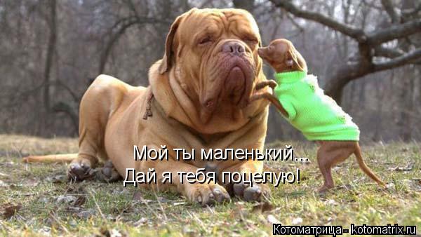 Мой ты маленький... Дай я тебя поцелую!... Котоматрица: Мой ты маленький... Дай я тебя поцелую!