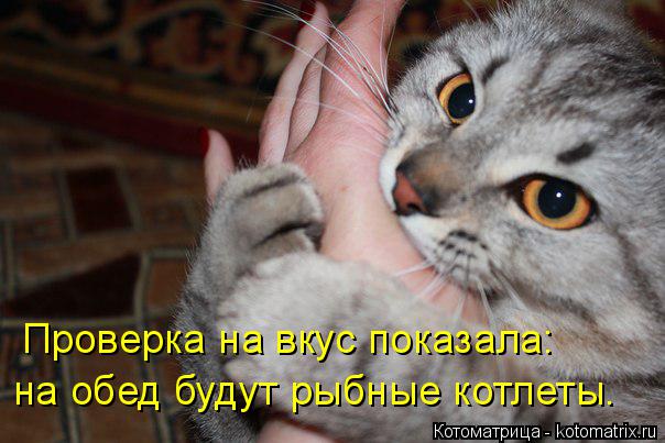 Проверка на вкус показала: на обед будут рыбные котлеты.... Котоматрица: Проверка на вкус показала: на обед будут рыбные котлеты.
