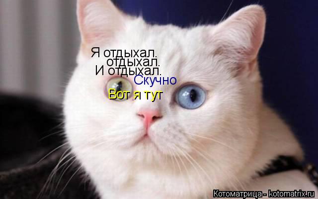 Я отдыхал. отдыхал. И отдыхал. Скучно Вот я тут... Котоматрица: Я отдыхал. отдыхал. И отдыхал. Скучно Вот я тут
