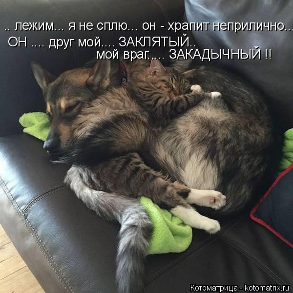 .. лежим... я не сплю... он - храпит неприлично... ОН .... друг мой.... ЗАКЛЯТЫЙ.. мой враг..... ЗАКА... Котоматрица: .. лежим... я не сплю... он - храпит неприлично... ОН .... друг мой.... ЗАКЛЯТЫЙ.. мой враг..... ЗАКАДЫЧНЫЙ !!