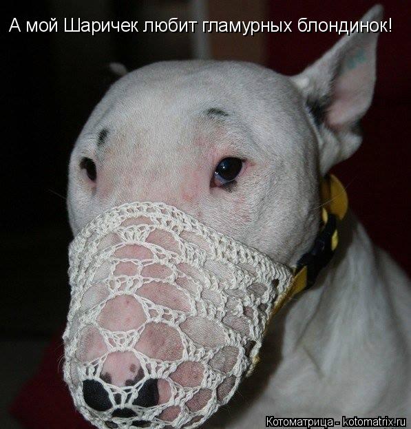 А мой Шаричек любит гламурных блондинок!... Котоматрица: А мой Шаричек любит гламурных блондинок!