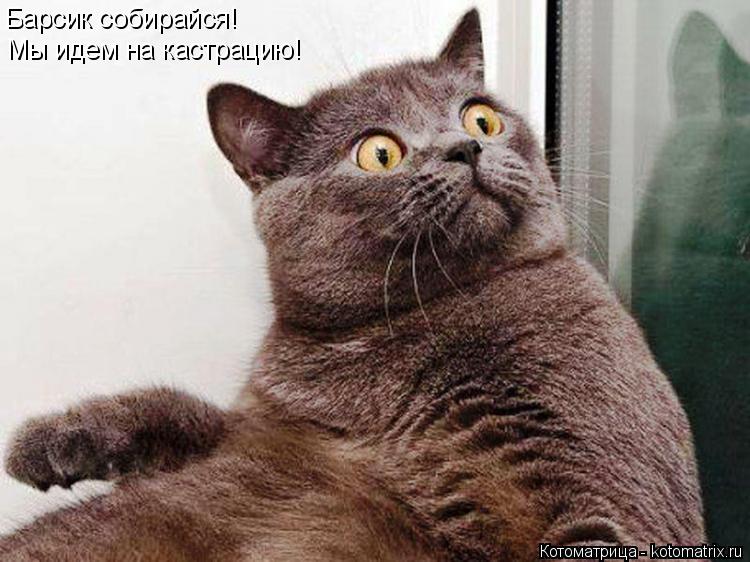 Барсик собирайся! Мы идем на кастрацию!... Котоматрица: Барсик собирайся! Мы идем на кастрацию!