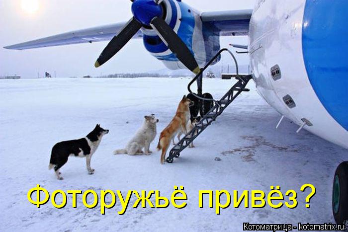 Фоторужьё привёз?... Котоматрица: Фоторужьё привёз?