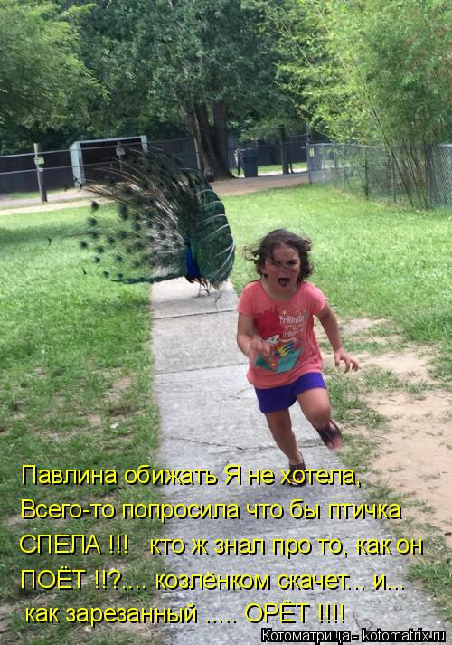 Павлина обижать Я не хотела, Всего-то попросила что бы птичка СПЕЛА !!! кто ж знал про то, как он П... Котоматрица: Павлина обижать Я не хотела, Всего-то попросила что бы птичка СПЕЛА !!! кто ж знал про то, как он ПОЁТ !!?.... козлёнком скачет... и... как зарезанн