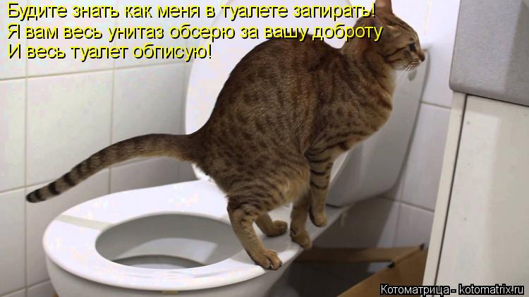 Будите знать как меня в туалете запирать! Я вам весь унитаз обсерю за вашу доброту И весь туалет обпи... Котоматрица: Будите знать как меня в туалете запирать! Я вам весь унитаз обсерю за вашу доброту И весь туалет обписую!