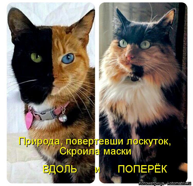 Природа, повертевши лоскуток, Скроила маски ВДОЛЬ и ПОПЕРЁК... Котоматрица: Природа, повертевши лоскуток, Скроила маски ВДОЛЬ и ПОПЕРЁК