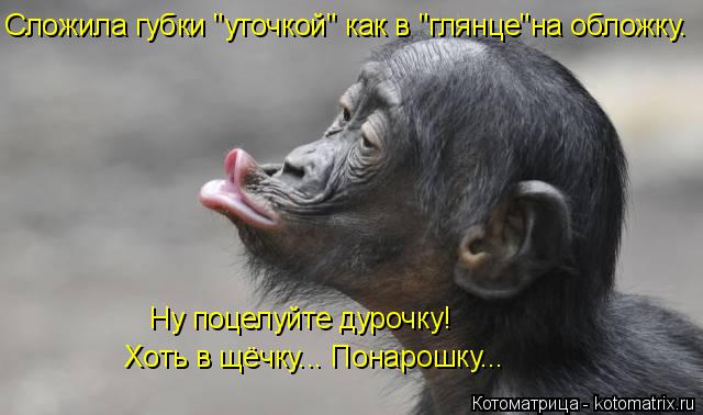 Сложила губки "уточкой" как в "глянце"на обложку. Ну поцелуйте дурочку! Хоть в щёчку... Понарошку..... Котоматрица: Сложила губки "уточкой" как в "глянце"на обложку. Ну поцелуйте дурочку! Хоть в щёчку... Понарошку...