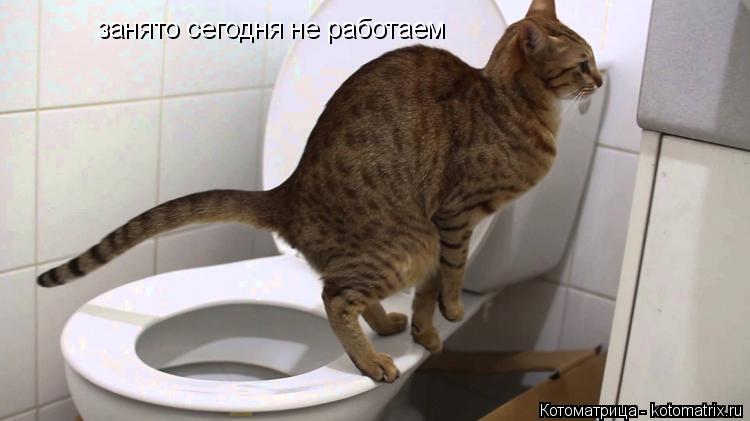 занято сегодня не работаем... Котоматрица: занято сегодня не работаем