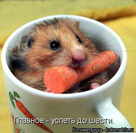 Главное - успеть до шести.... Котоматрица: Главное - успеть до шести.