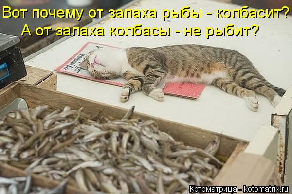 Вот почему от запаха рыбы - колбасит? А от запаха колбасы - не рыбит?... Котоматрица: Вот почему от запаха рыбы - колбасит? А от запаха колбасы - не рыбит?