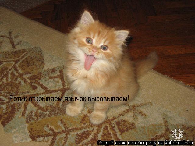 -Ротик открываем,язычок высовываем!... Котоматрица: -Ротик открываем,язычок высовываем!