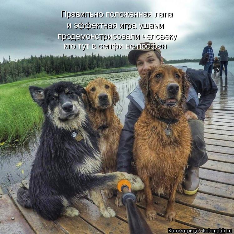 Правильно положенная лапа и эффектная игра ушами продемонстрировали человеку кто тут в селфи не профа... Котоматрица: Правильно положенная лапа и эффектная игра ушами продемонстрировали человеку кто тут в селфи не профан