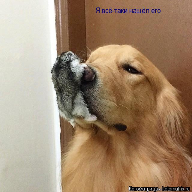 Я всё-таки нашёл его... Котоматрица: Я всё-таки нашёл его