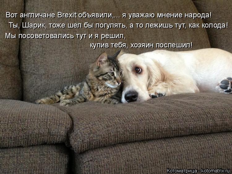 Вот англичане Brexit объявили,... я уважаю мнение народа! Ты, Шарик, тоже шел бы погулять, а то лежиш... Котоматрица: Вот англичане Brexit объявили,... я уважаю мнение народа! Ты, Шарик, тоже шел бы погулять, а то лежишь тут, как колода! Мы посоветовались тут и я ре