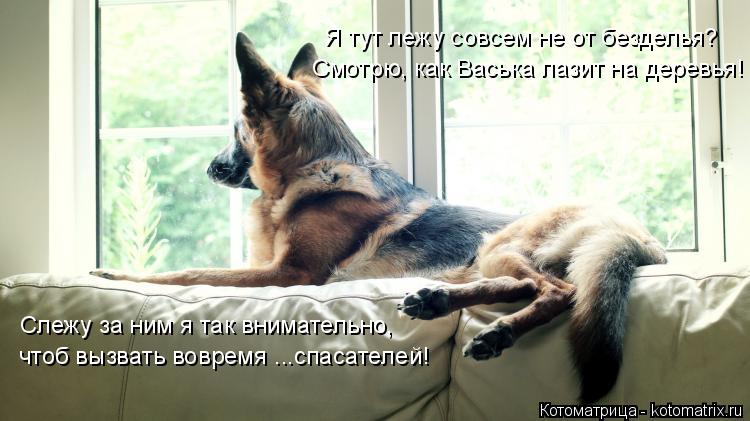 Я тут лежу совсем не от безделья? Смотрю, как Васька лазит на деревья! Слежу за ним я так внимательно... Котоматрица: Я тут лежу совсем не от безделья? Смотрю, как Васька лазит на деревья! Слежу за ним я так внимательно, чтоб вызвать вовремя ...спасателей!