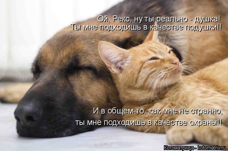 Ой, Рекс, ну ты реально - душка! Ты мне подходишь в качестве подушки!! И в общем-то, как мне не стран... Котоматрица: Ой, Рекс, ну ты реально - душка! Ты мне подходишь в качестве подушки!! И в общем-то, как мне не странно, ты мне подходишь в качестве охраны!!