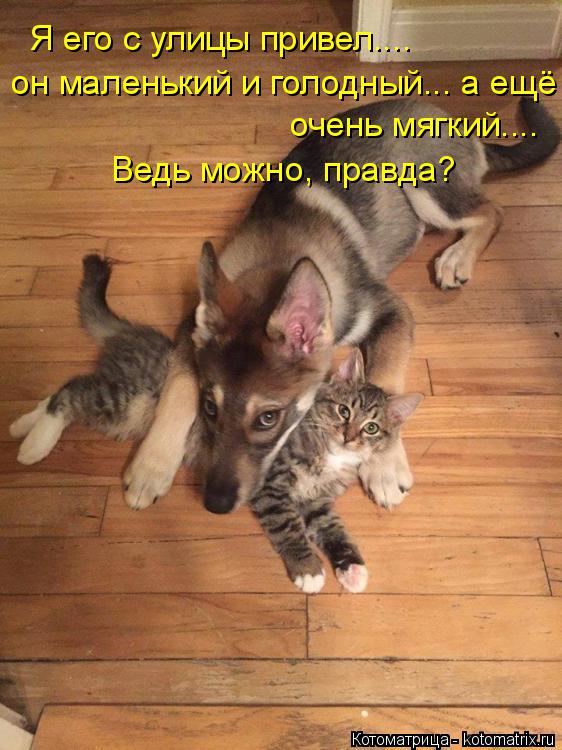 Я его с улицы привел.... он маленький и голодный... а ещё очень мягкий.... Ведь можно, правда?... Котоматрица: Я его с улицы привел.... он маленький и голодный... а ещё очень мягкий.... Ведь можно, правда?