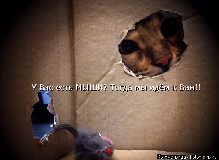 У Вас есть МЫШИ? Тогда мы идём к Вам!!... Котоматрица: У Вас есть МЫШИ? Тогда мы идём к Вам!!