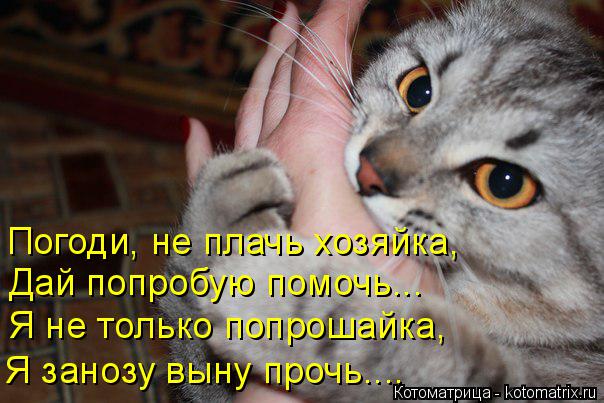 Котоматрица: Погоди, не плачь хозяйка, Дай попробую помочь... Я не только попрошайка, Я занозу выну прочь....