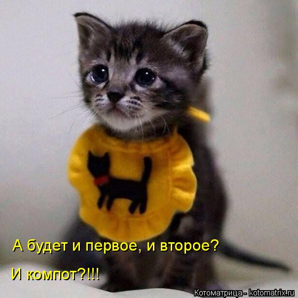 А будет и первое, и второе? И компот?!!!... Котоматрица: А будет и первое, и второе? И компот?!!!