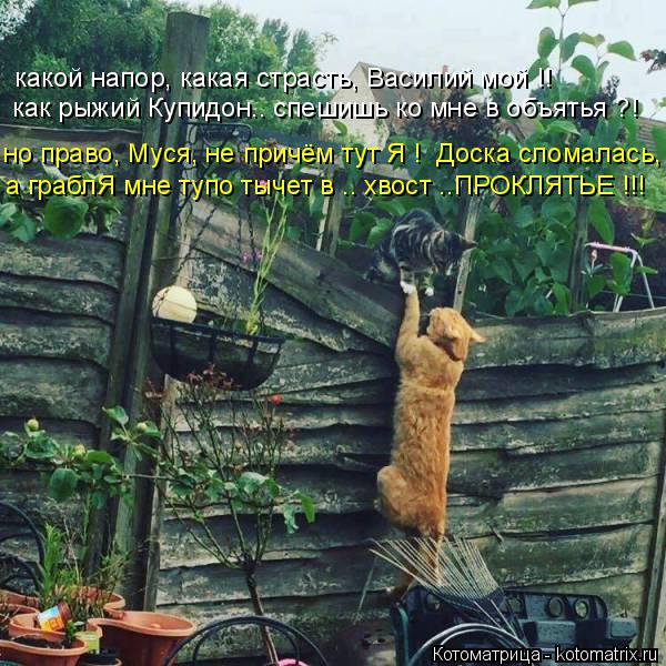 какой напор, какая страсть, Василий мой !! как рыжий Купидон.. спешишь ко мне в объятья ?! но право, ... Котоматрица: какой напор, какая страсть, Василий мой !! как рыжий Купидон.. спешишь ко мне в объятья ?! но право, Муся, не причём тут Я ! Доска сломалась, а гр