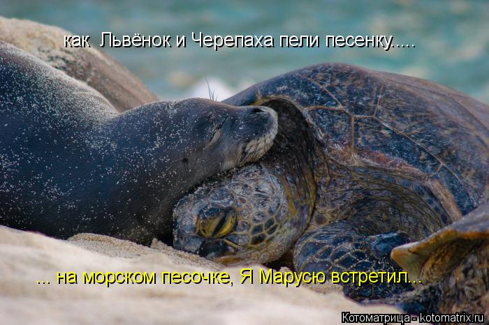 ... на морском песочке, Я Марусю встретил... как Львёнок и Черепаха пели песенку........ Котоматрица: ... на морском песочке, Я Марусю встретил... как Львёнок и Черепаха пели песенку.....