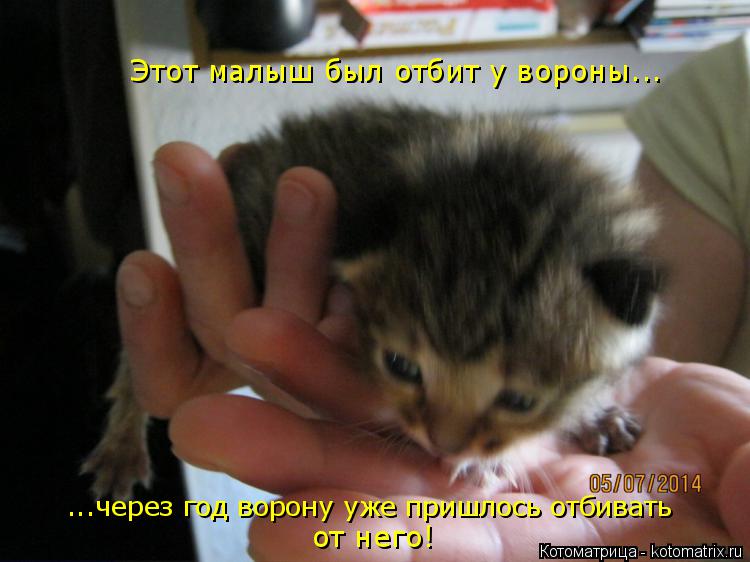 Этот малыш был отбит у вороны... ...через год ворону уже пришлось отбивать от него!... Котоматрица: Этот малыш был отбит у вороны... ...через год ворону уже пришлось отбивать от него!