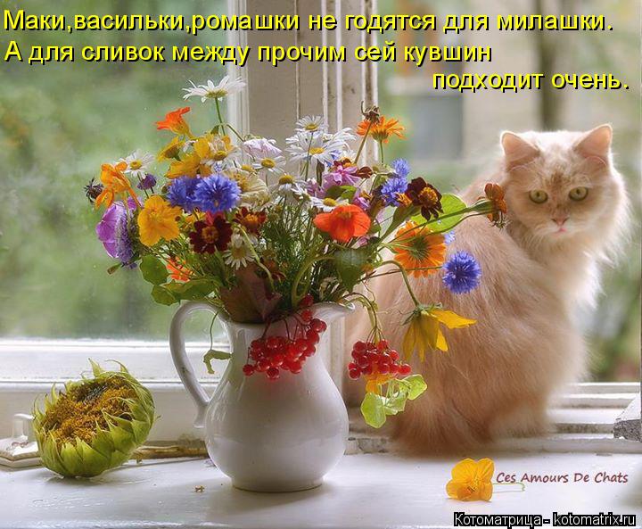 А для сливок между прочим сей кувшин подходит очень. Маки,васильки,ромашки не годятся для милашки.... Котоматрица: А для сливок между прочим сей кувшин подходит очень. Маки,васильки,ромашки не годятся для милашки.